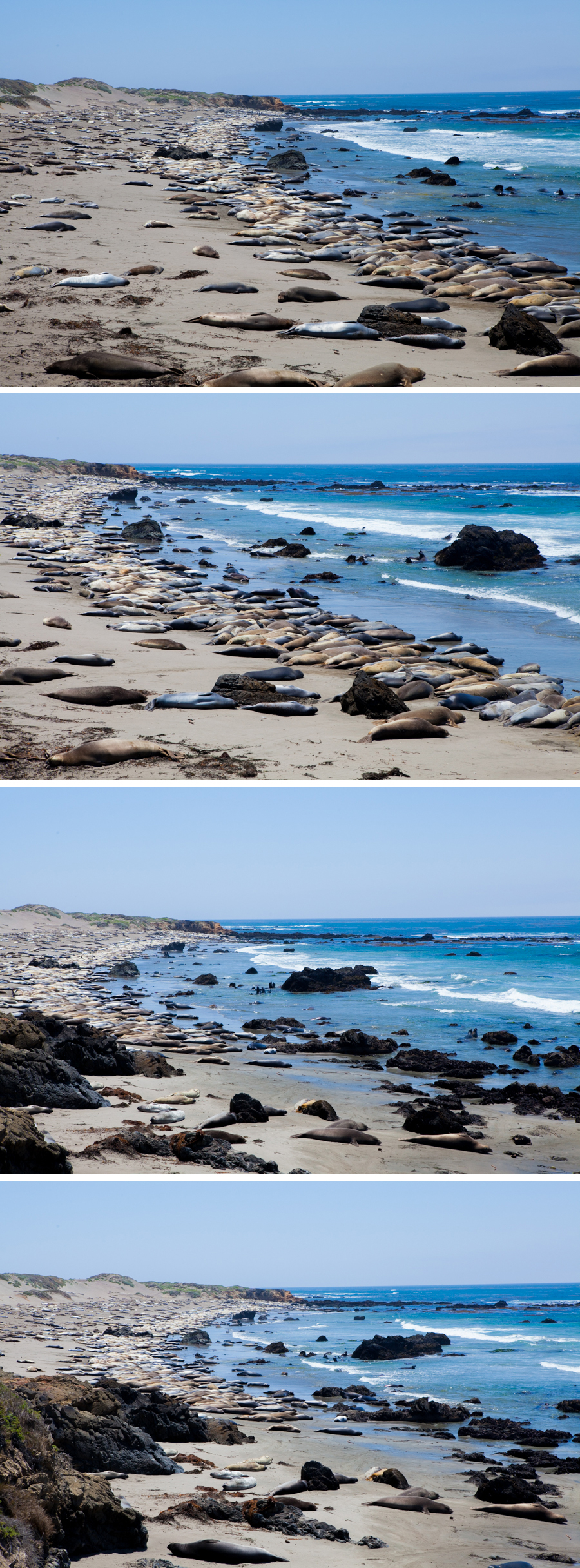 Coast & Elephant Seals-15