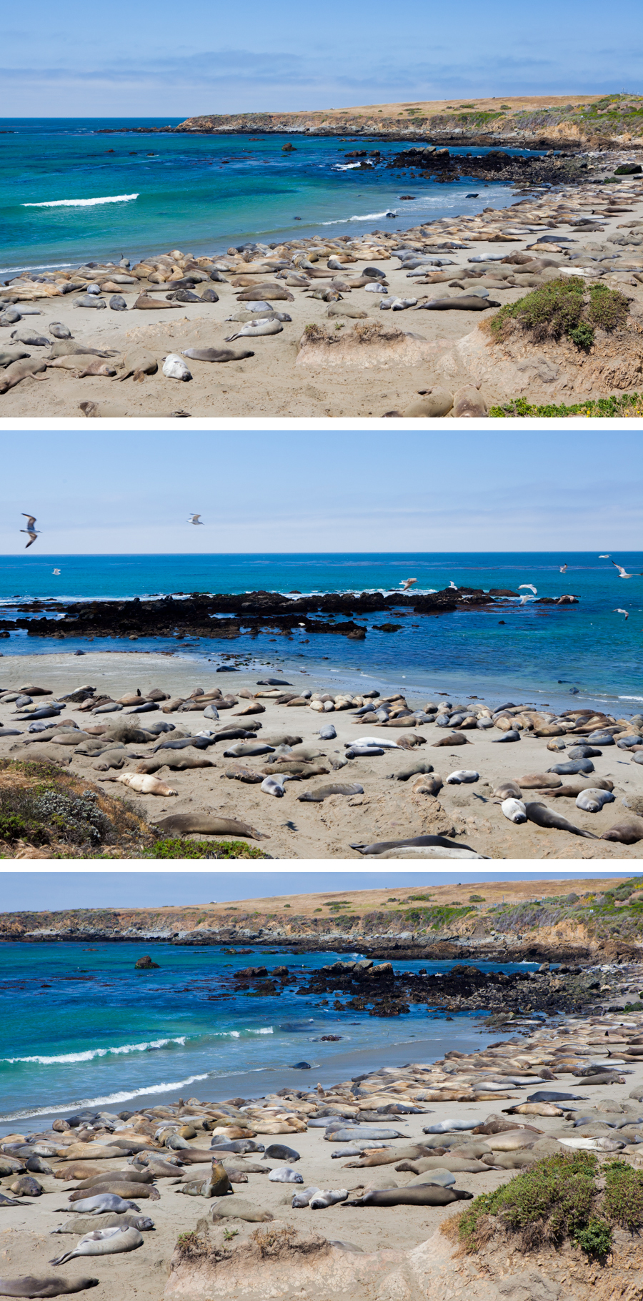 Coast & Elephant Seals-16