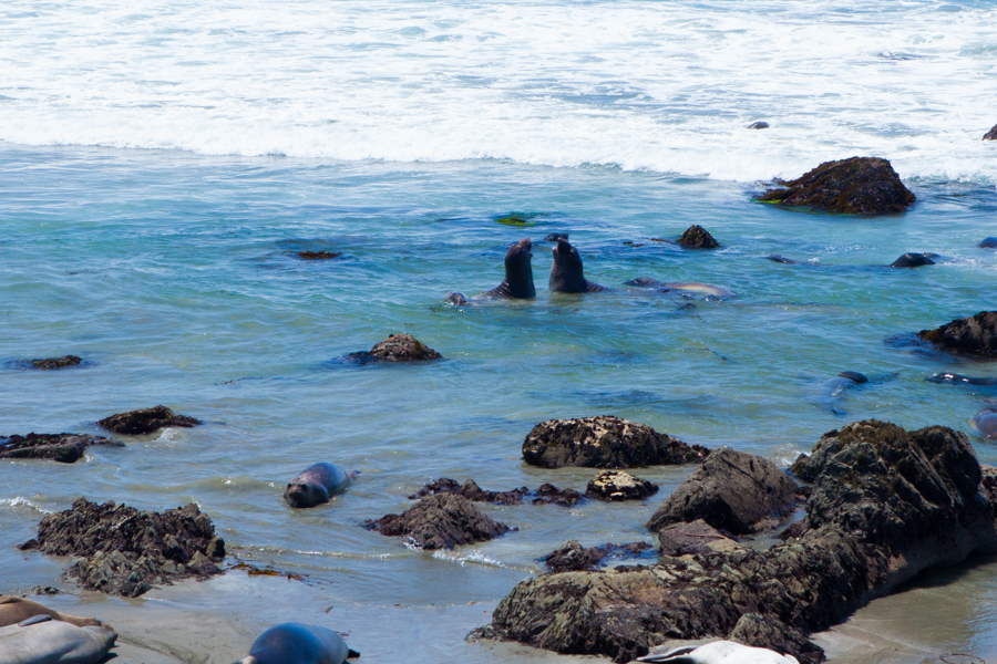 Coast & Elephant Seals-2