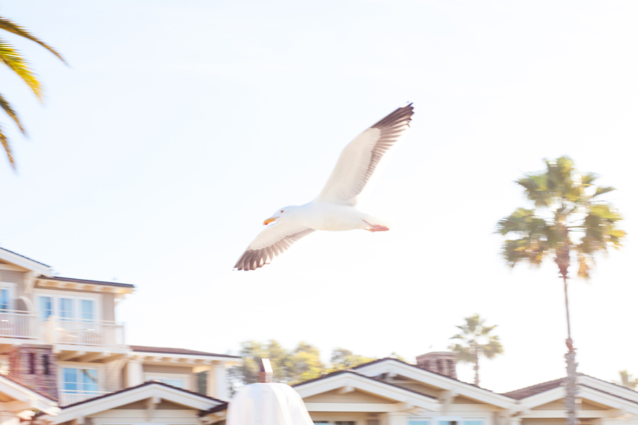 Laguna Beach: A Stroll along the Coast