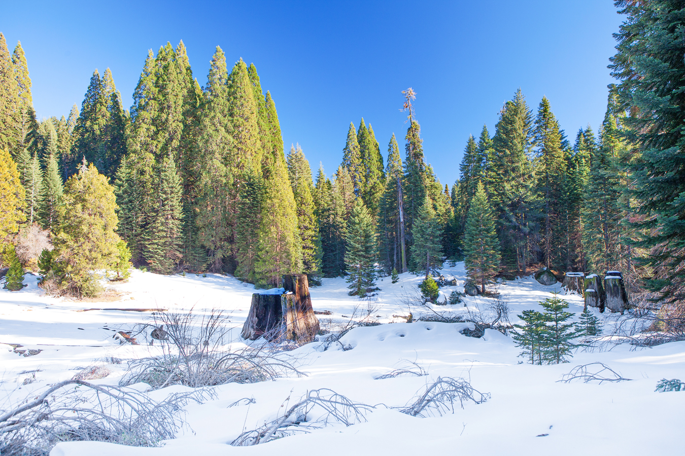 Winter in Sequoia & Kings Canyon National Parks