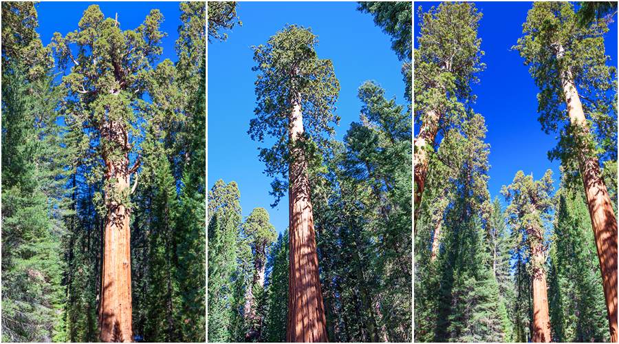 Sequoia and Kings Canyon National Park