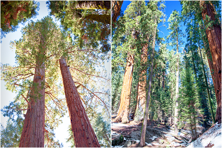 Sequoia and Kings Canyon National Park