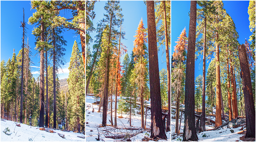 Sequoia and Kings Canyon National Park