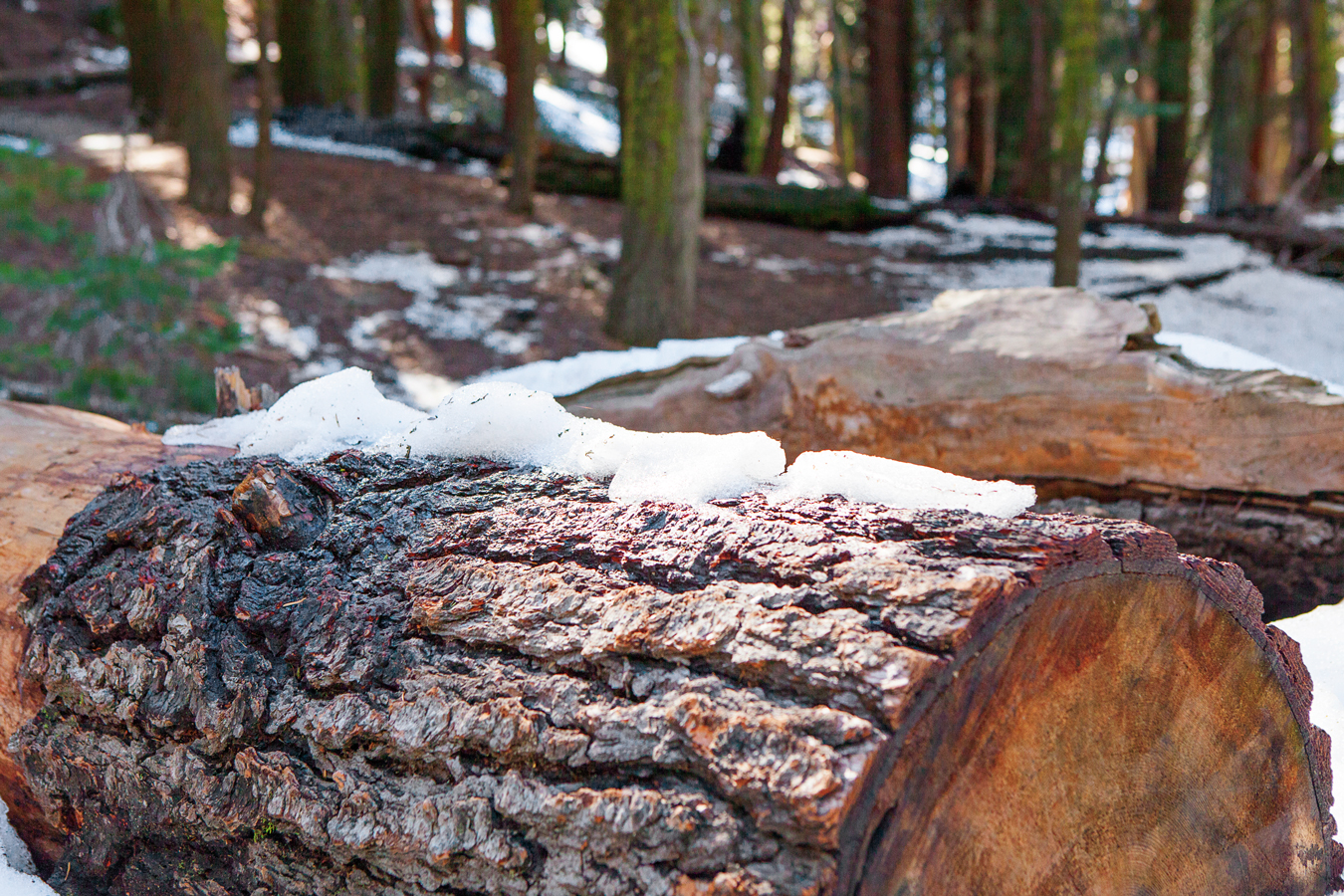 Sequoia and Kings Canyon National Park