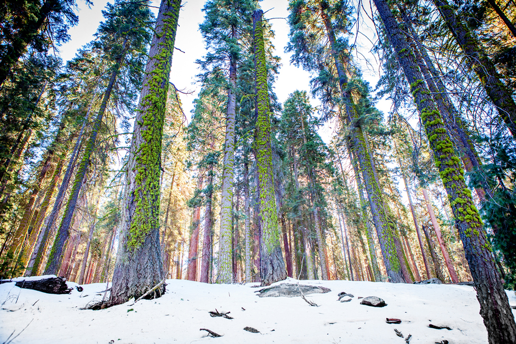 Sequoia and Kings Canyon National Park