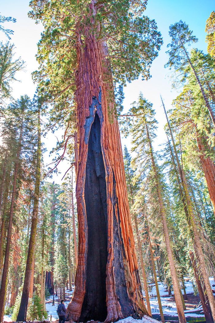 Sequoia and Kings Canyon National Park