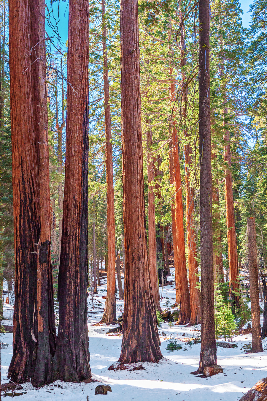 Sequoia and Kings Canyon National Park