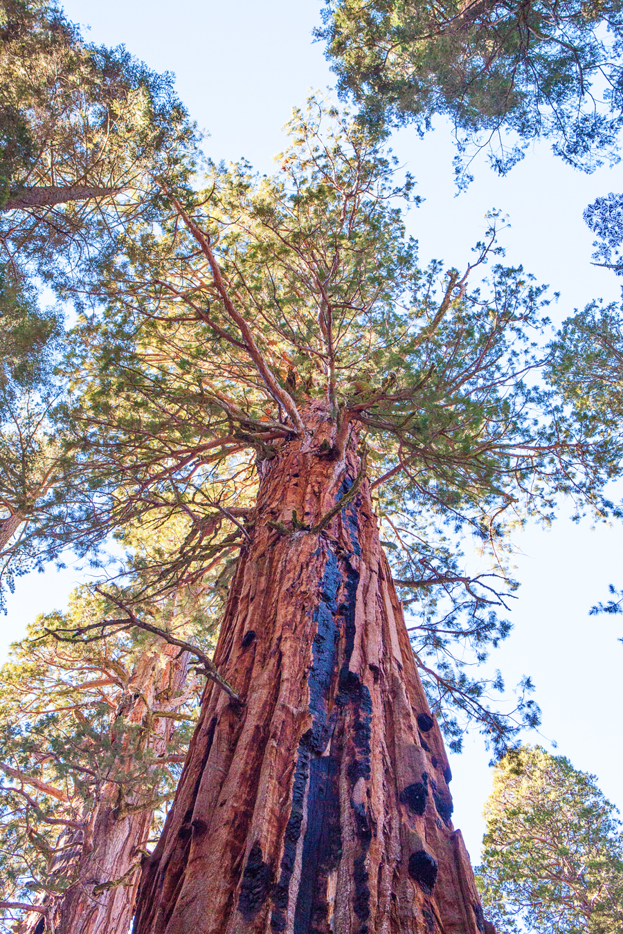 Sequoia and Kings Canyon National Park