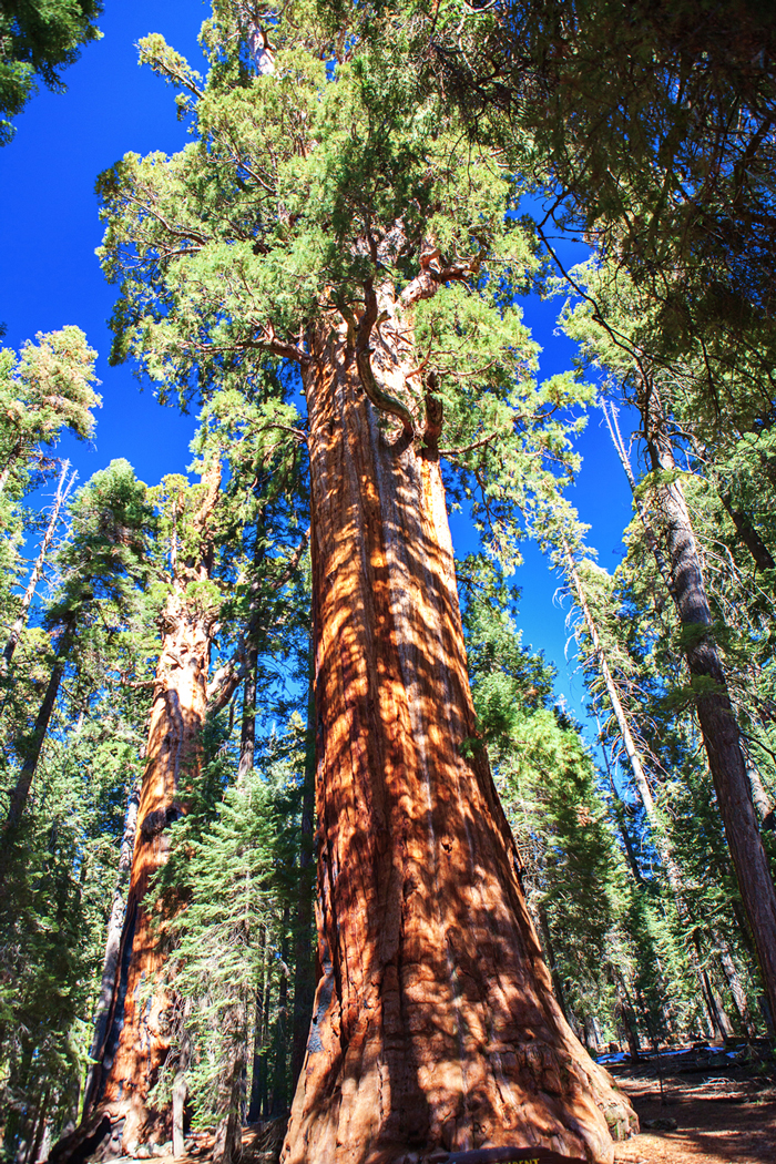 Sequoia and Kings Canyon National Park