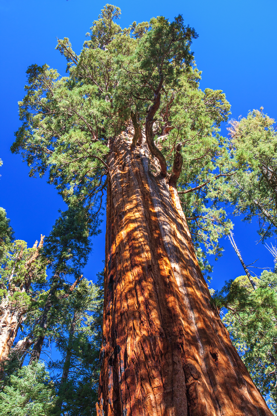 Sequoia and Kings Canyon National Park