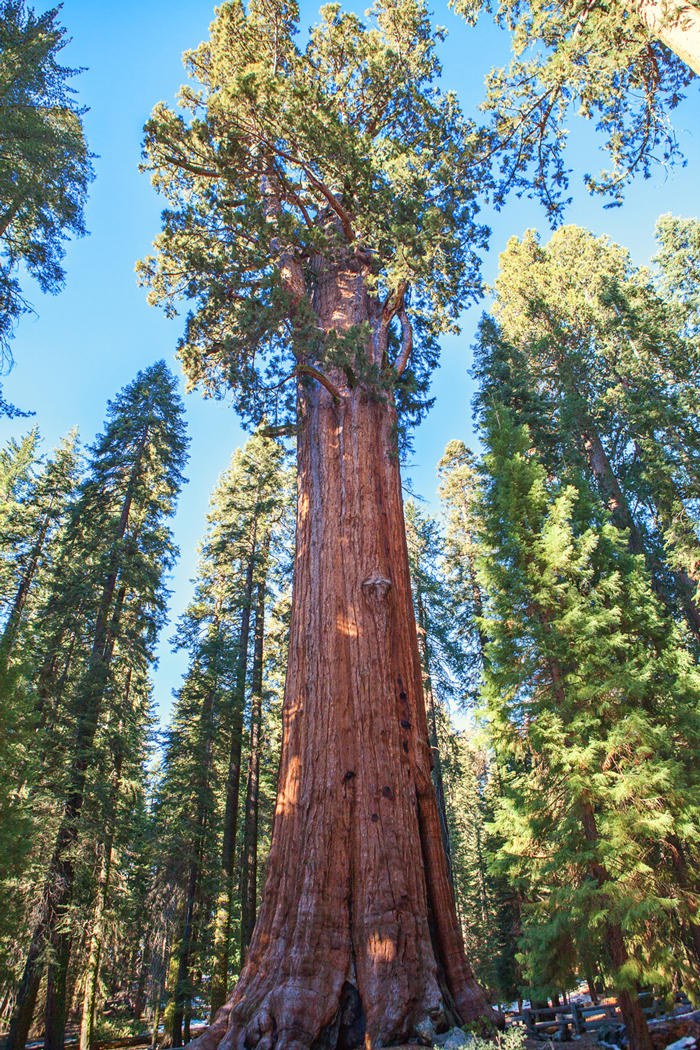 Sequoia and Kings Canyon National Park