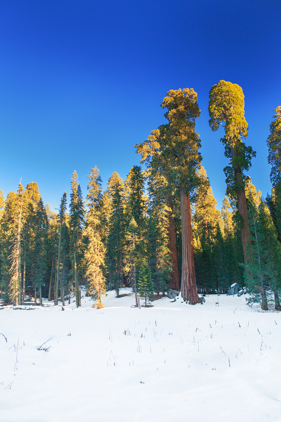 Sequoia and Kings Canyon National Park