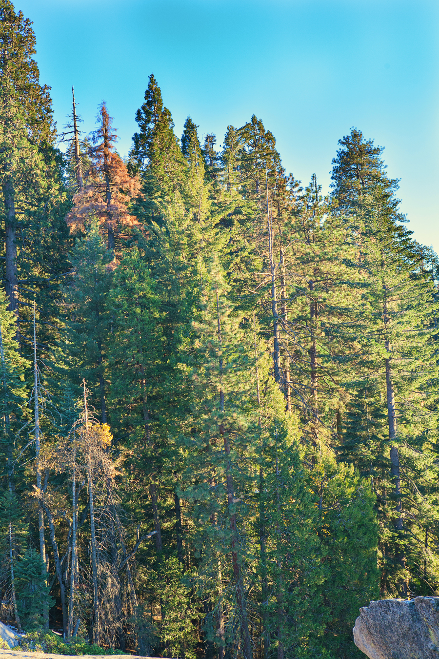 Sequoia and Kings Canyon National Park