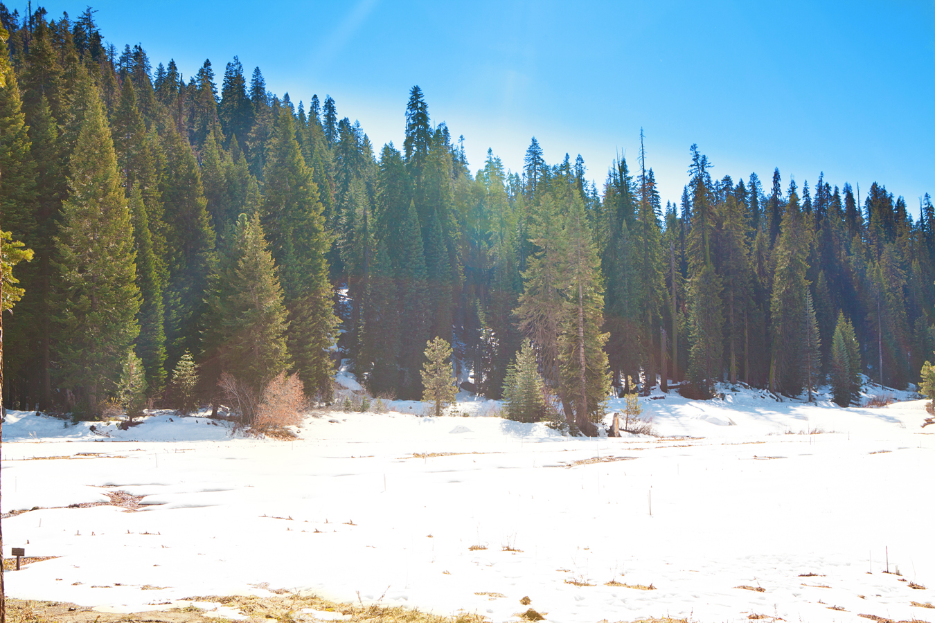 Winter in Sequoia & Kings Canyon National Parks