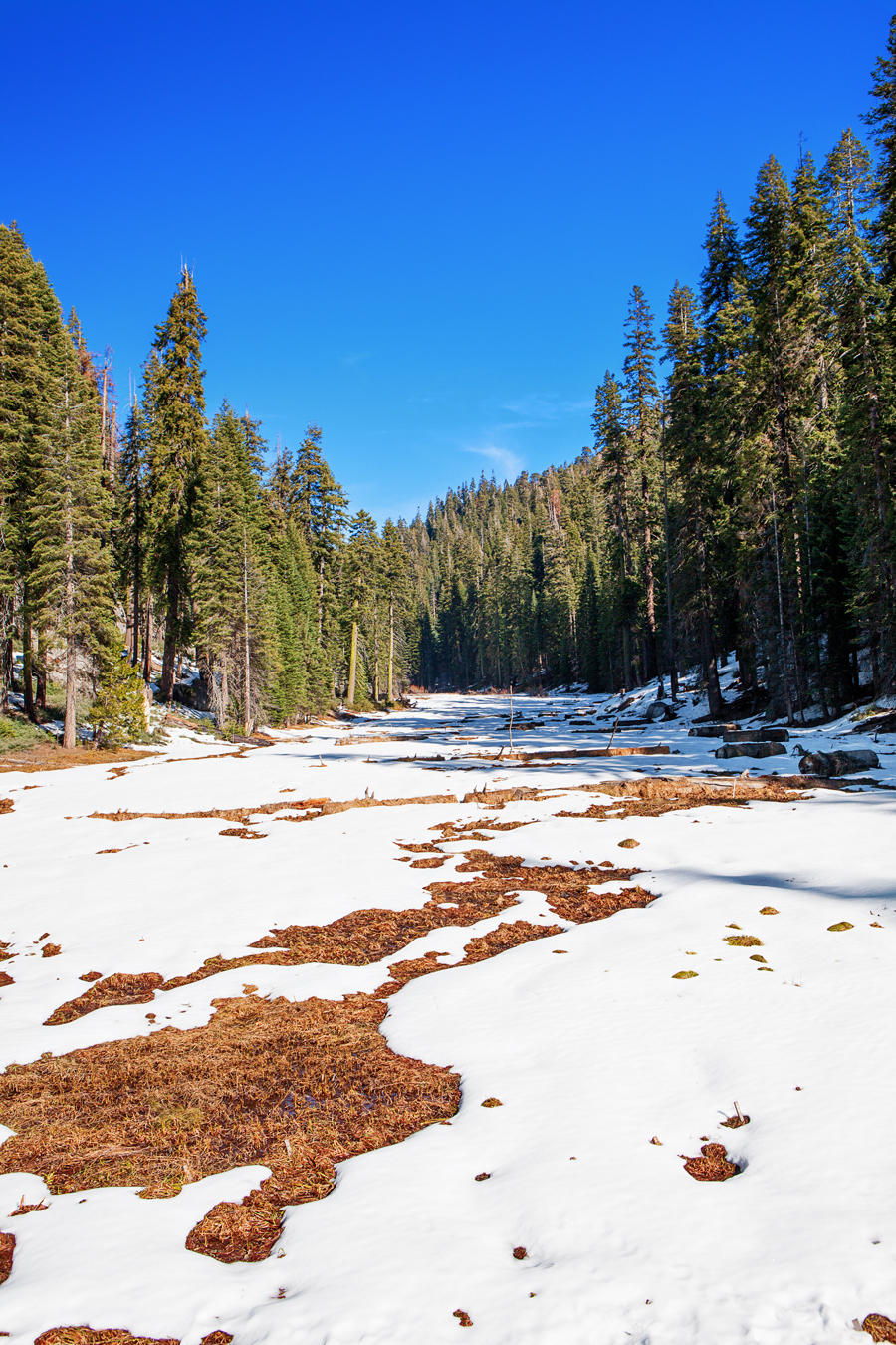 Winter in Sequoia & Kings Canyon National Parks