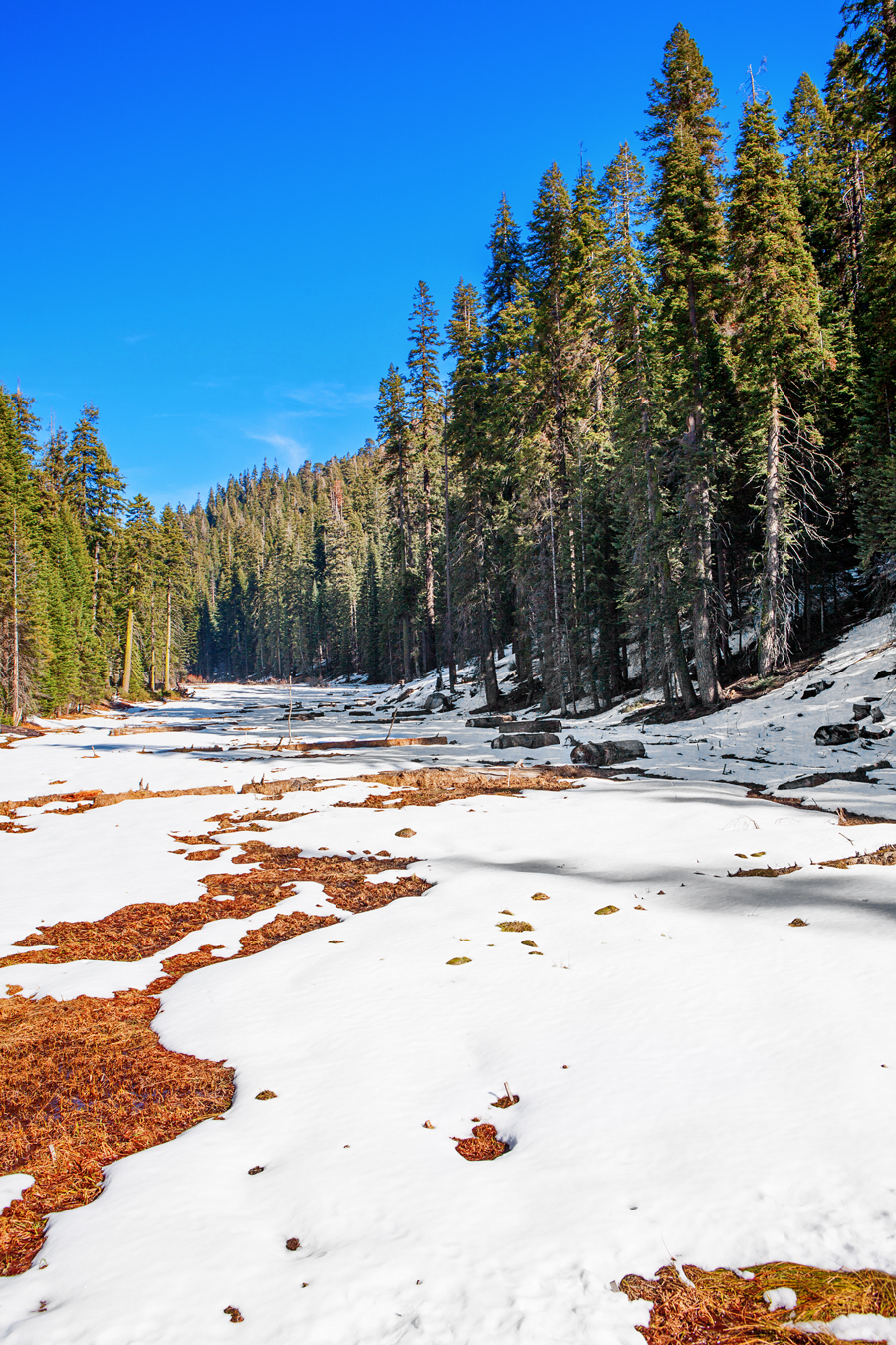 Winter in Sequoia & Kings Canyon National Parks