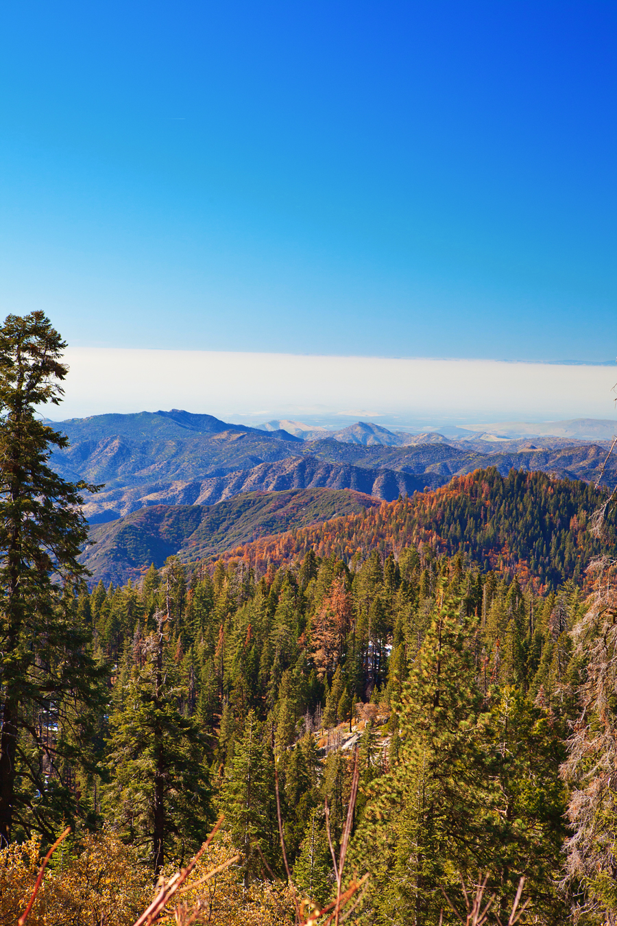 Winter in Sequoia & Kings Canyon National Parks