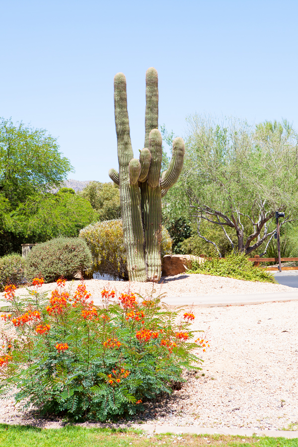 All the amenities that need to be taken advantage of at JW Marriott Camelback Inn Resort & Spa. And the best part is, most are already included!