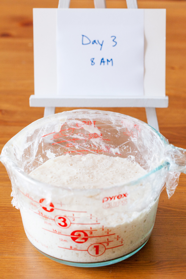 A guide to making your very own Sourdough Starter and a free printable schedule!