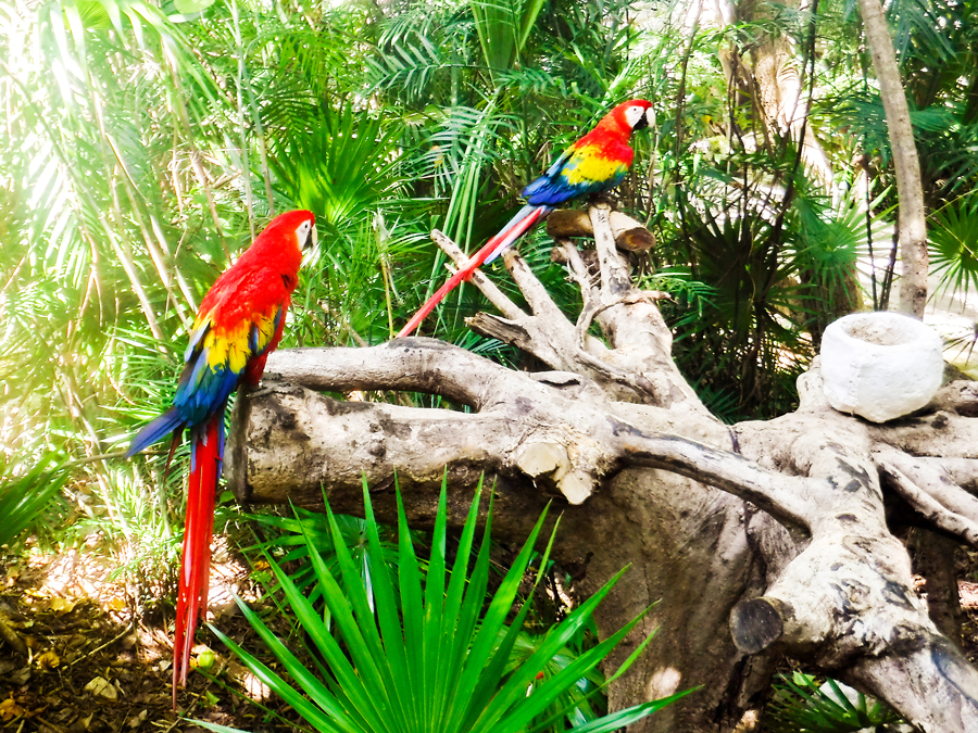 A day of fun at Xplor Park in Playa del Carmen, Mexico.